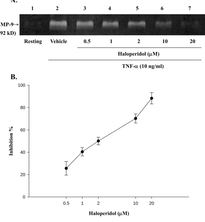 Figure 2. Effects of haloperidol on TNF-α-induced enzymatic activity of matrix  metalloproteinase-9 (MMP-9) in THP-1 cells