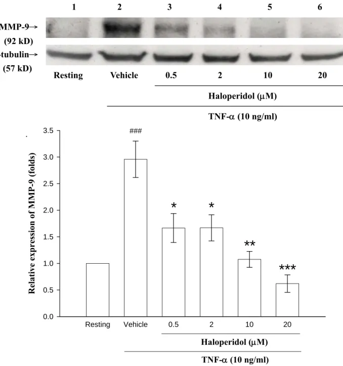 Figure 5. Effect of haloperidol on TNF-α-induced expression of matrix metalloproteinase-9  (MMP-9) from conditioned medium of THP-1 cells
