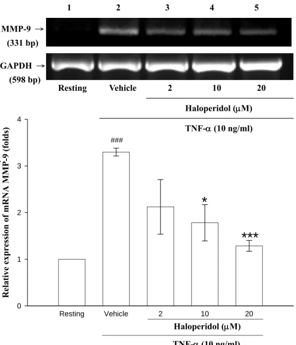 Figure 7. RT-PCR analysis demonstrating the effect of haloperidol on TNF-α-induced  MMP-9 mRNA expression in THP-1 cells