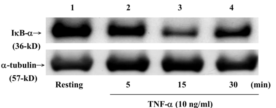 Figure 8. Western blot analysis demonstrating the time course on TNF-α-induced  degradation of immunoreactive IκB-α in THP-1 cells (1×10 6  cells/ml)
