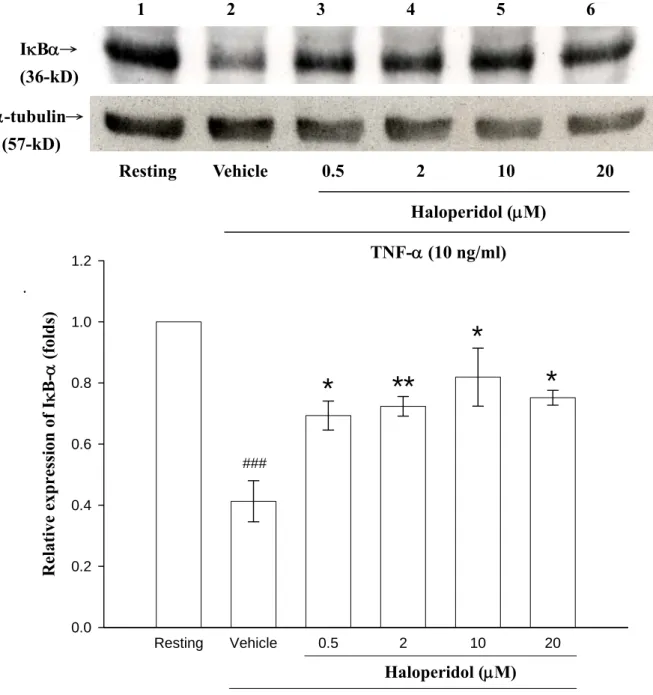 Figure 9. Effect of haloperidol on degradation of immunoreactive IκB-α in THP-1 cells