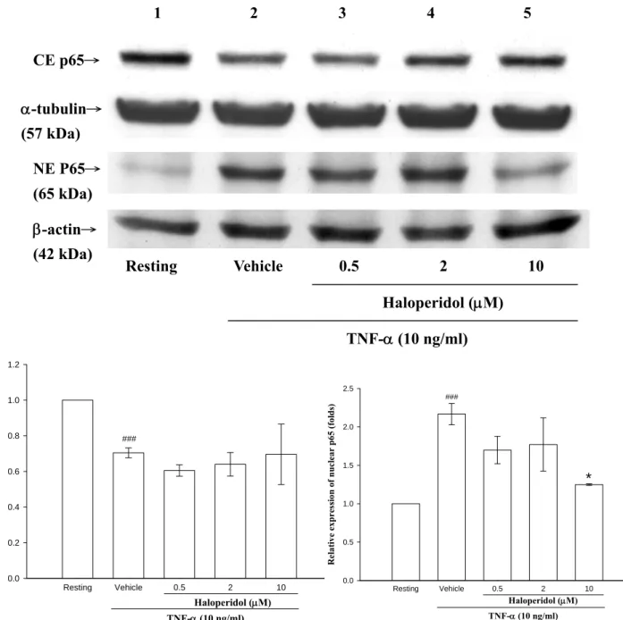Figure 10. Effect of haloperidol on TNF-α-induced of immunoreactive NF-κB in the  cytosolic extract (CE) and nuclear extract (NE) of THP-1 cells