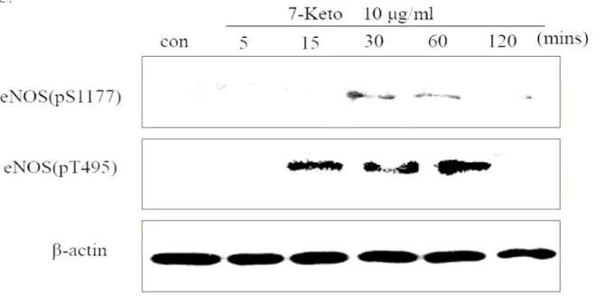 Fig 7 Cells were treated with (A) Epoxide 0.5 μg/ml, (B) Triol 5μg/ml, (C) 7-Keto10μg/ml for the  indicated time
