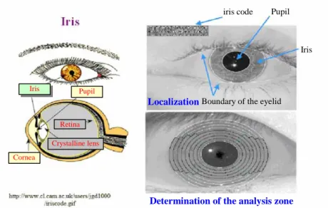 Figure 5 Analysis of the iris 