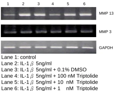 Figure 1. Effects of triptolide on IL-1-induced MMP-3 and MMP-13 genes expression.