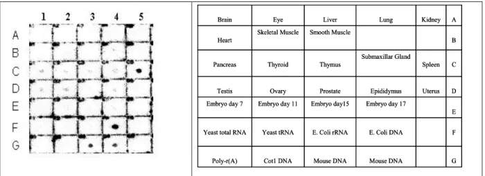Fig 2. Northern blot analysis: 
