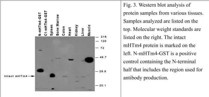 Fig. 3. Western blot analysis of  protein samples from various tissues. 