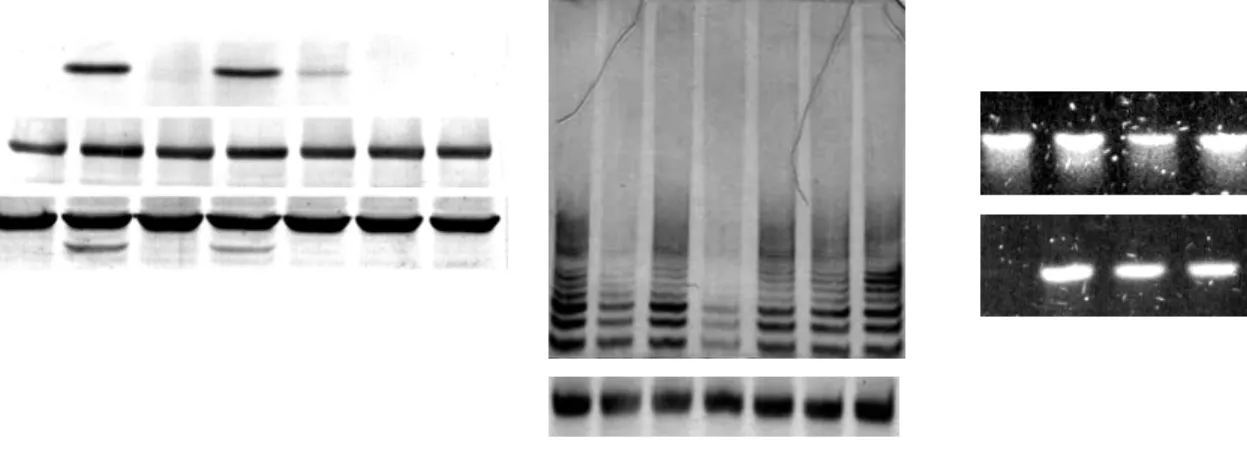 Fig. 3. NAC and catalase prevention of As+3 and MMA+3-induced HO-1 and HSP90  protein procession with attenuation of telomerase reduction