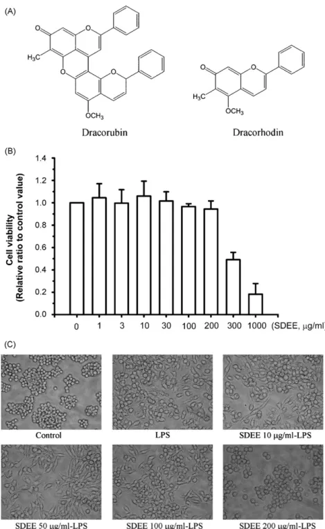 Fig. 1. Effects of SDEE on the viability of a RAW 264.7 murine macrophage cell line. (A) Chemical structures of dracorubin and dracorhodin, the main chemical components of Sanguis Draconis (dragon’s blood resins) from Daemonorops draco