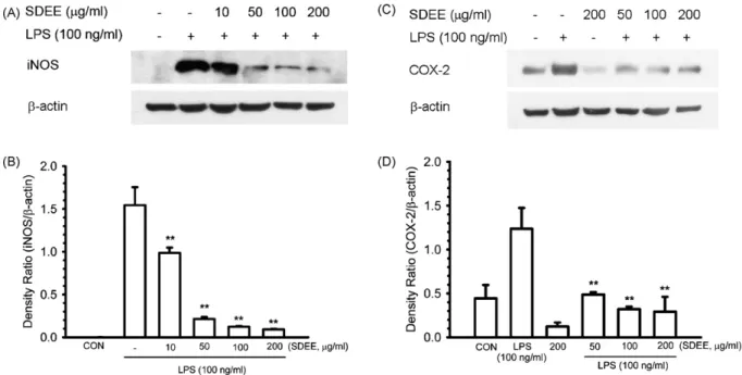 Fig. 3. Effects of SDEE on LPS-induced iNOS and COX-2 protein expression. (A and C) Cells (5 × 10 5 cells/well) were pretreated with the indicated concentrations of SDEE for 2 h before incubation with 100 ng/ml LPS for 24 h