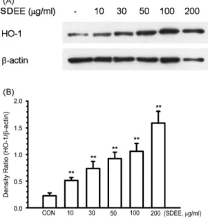 Fig. 6. Effect of SDEE on HO-1 expression in RAW 264.7 cells. (A) Cells (5 × 10 5 cells/well) were treated with 10, 30, 50, 100 and 200 ␮g/ml SEDD for