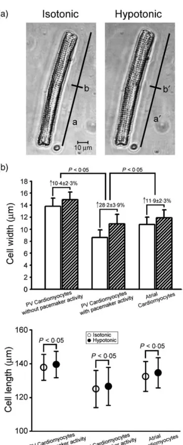 Figure 1 The change in the cell size occurring between isotonic  and hypotonic solutions