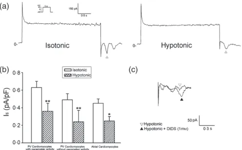 Figure 4 Effects of hypotonic solution on the transient inward currents. (a) shows that hypotonic solution reduces the transient  inward currents in a PV cardiomyocyte with pacemaker activity