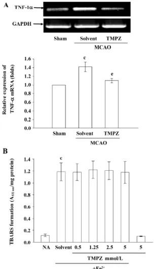 Figure 5.  Effects of TMPZ on the (A) expression of TNF- α mRNA in MCAO-reperfusion in rats, and (B) the anti-oxidation in TBARS in rat brain homogenate