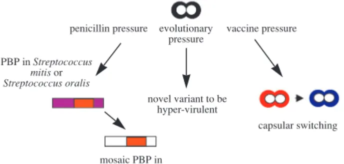 Fig. 1 Evolution of naturally transformable Streptococcus pneumoniae.