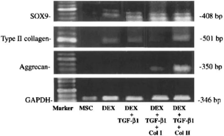 Fig.  3.  Type  I  and  I1  collagens  regulated  rhTGF-BI  and  dexameth-  asone effects on aggrecan, sox9 and collagen mRNA expression