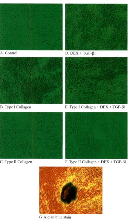 Fig.  4.  Type  I  and I1 collagen effects on morphological changes in MPCs treated with dexamethasone and rhTGF-PI  in monolayer culture  ( 1 0 0 ~ ) 