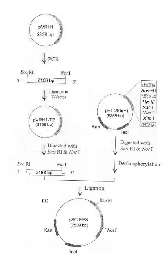 Figure 19. The flow chart of  VrRH1 expression vector (pSC-EE3) construction. The  2168 bp coding region of  VrRH1 was released from pVRH1- TE by  Eco RI and Not I  digestion and subcloned to pET-28b(+) expression vector digested with  Eco RI and 