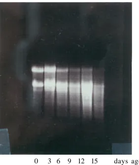 Figure 14. Electrophoresis of total RNA extracted from acceleratedly aged mung bean  seeds