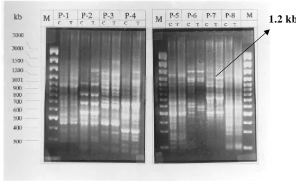 Figure 16. mRNA differential display analyses of non-aged (C) and aged (T)  seedlings using designed primers