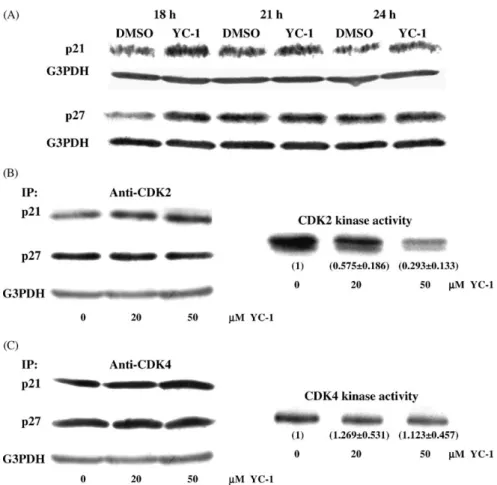 Fig. 4. Effect of YC-1 on CKI protein levels, CKI–CDK association and CDK kinase activity