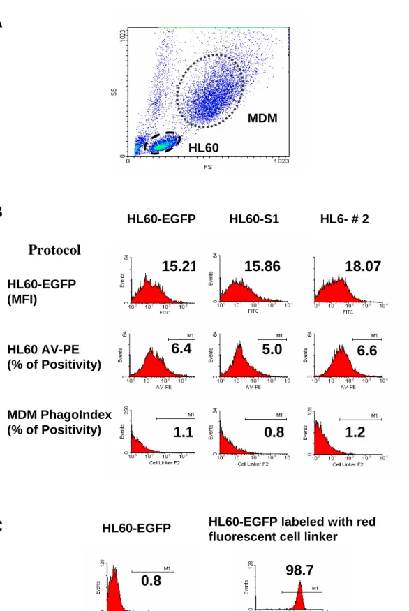 Figure 1  MDM HL60A B HL60-EGFP HL60-S1 HL6- # 2 HL60-EGFP (MFI) 15.21 18.07 HL60 AV-PE (% of Positivity) 6.4 MDM PhagoIndex (% of Positivity) 0.8 Protocol1.1 0.8