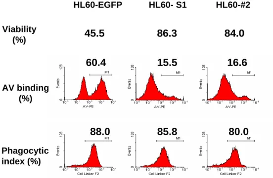 Figure 4  A HL60-EGFP HL60- S1 HL60-#2 Viability        (%) 45.5 86.3 84.0 AV binding    (%) 60.4  Phagocytic index (%) 88.0  85.8 80.0 16.615.5 
