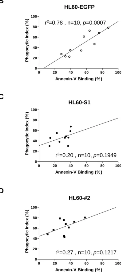 Figure 4  B C D HL60-EGFP0204060 80 100020406080100Annexin-V Binding (%)Phagocytic Index (%)r2=0.78 , n=10, p=0.0007HL60-EGFPHL60-S1020406080100020406080100Annexin-V Binding (%)Phagocytic Index (%) HL60-#2 0 20 40 60 80 100020406080100 Annexin-V Binding (%