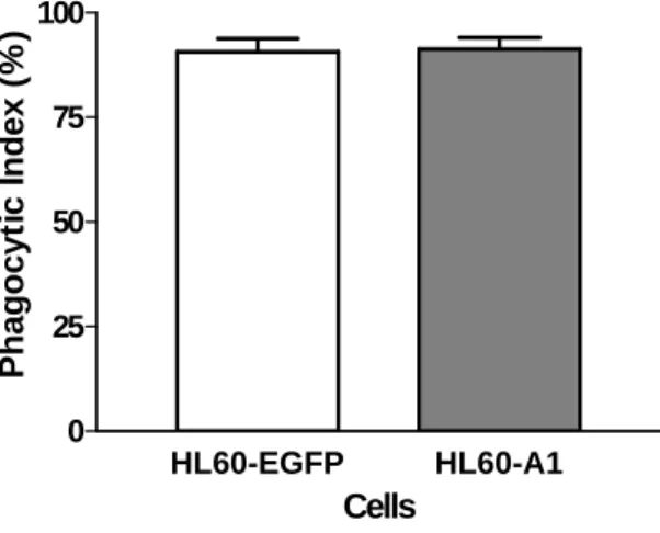 Figure 5  HL60-EGFP HL60-A10255075100 CellsPhagocytic Index (%)