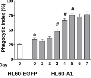Figure 7  0 0 1 2 3 4 5 6 70255075100Phagocytic Index (%)*### HL60-EGFP         HL60-A1Day