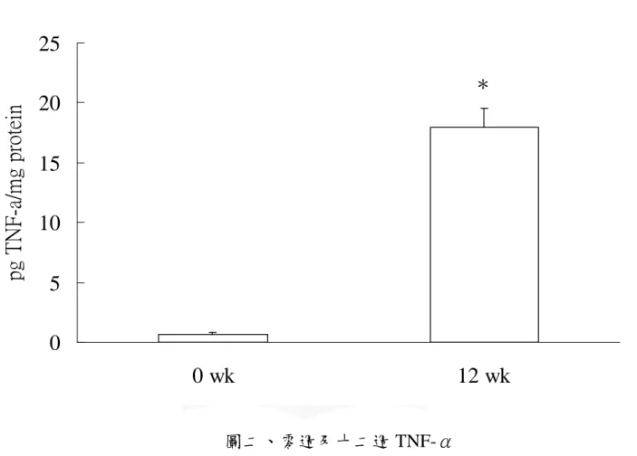 Figure 2. Tumor necrosis factor-αlevel in the liver of rats at the 0 wk and 12 wk.