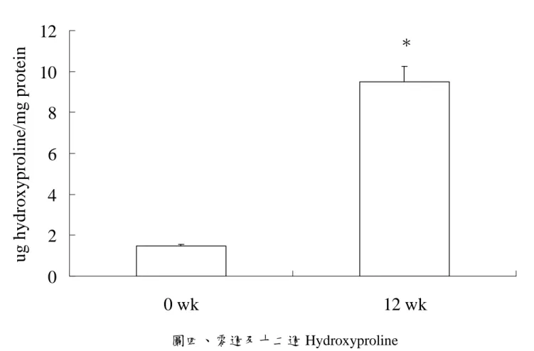 Figure 4. Hydroxyproline level in the liver of rats at the 0 wk and 12 wk