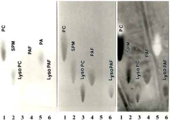 Figure 1   Biotin-SVA/SVDF TLC-Overlay technique 