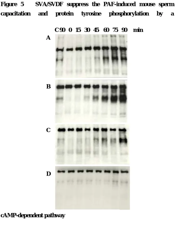Figure 5   SVA/SVDF suppress the PAF-induced mouse sperm  capacitation and protein tyrosine phosphorylation by a 