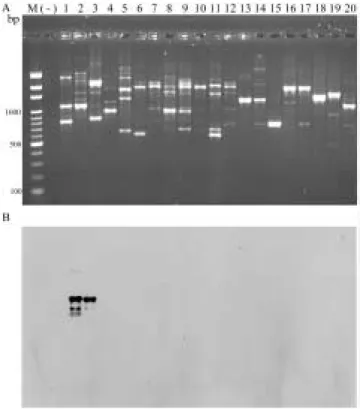 Fig 1. Agarose gel electrophoresis shows RAPD patterns of strains of Pseudomonas cichorii and other bacteria using OPX-17 random primer (A) and southern hybridization of the RAPD products with X17-Sf1100 probe cloned from Pseudomonas cichorii (B)