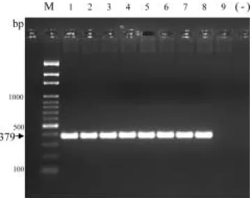 Fig 5. Sensitivity of PCR for detection of cells of Pseudomonas cichorii Sf58 with primer pair SfL1/SfR2