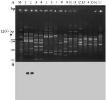 Fig. 1. Agarose gel electrophoresis analysis showing RAPD patterns of strains of Erwinia carotovora subsp.