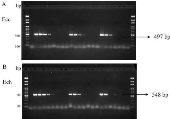 Fig. 5. Sensitivity of PCR for detection of cultured E. carotovora subsp.  carotovora (A) and E