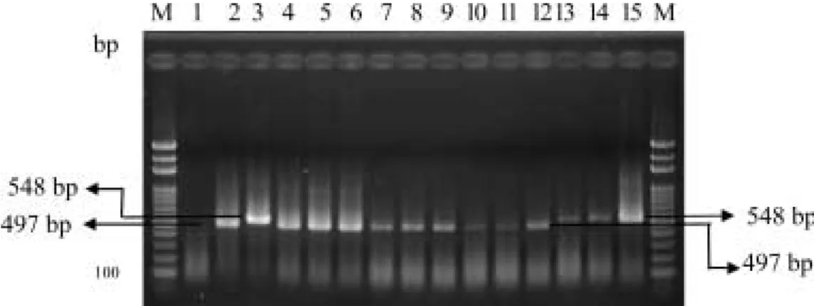 Fig. 7. Detection of infected tissues of cala lily and phalaenopsis from fields by PCR with primer pair Ec3F / Ec4R