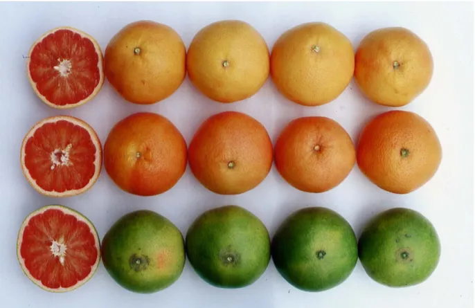 Fig. 3. Effect of Bagging periods with black paper on coloration of ‘Ruby’ Grapefruit