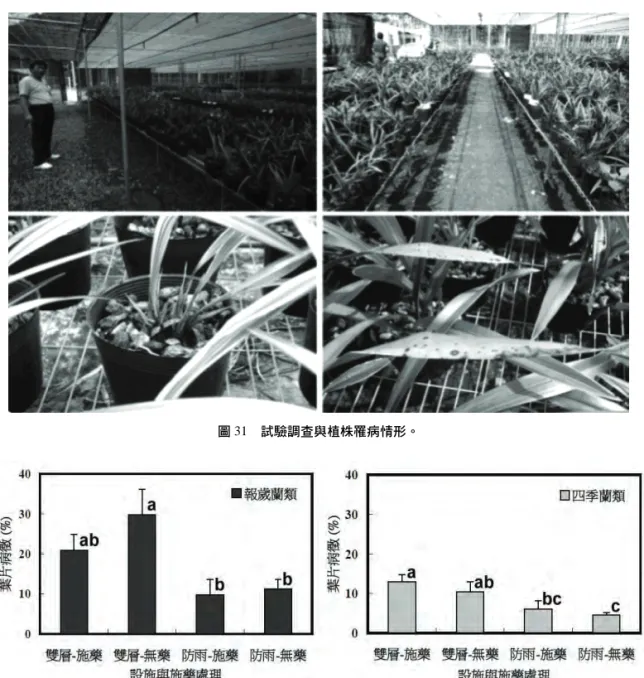 圖 31  試驗調查與植株罹病情形。 