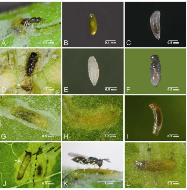 Fig. 1.  Appearance of different developmental stages and host-killing mode of Closterocerus okazakii