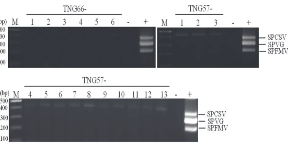 Fig. 4. Agarose gel analysis showing the amplification products obtained by RT-PCR for detection viruses in  plantlets of ‘TNG57’ and ‘TNG66’ obtained from cryopreservation by encapsulation–vitrification