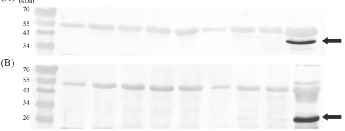Fig. 6. Western blotting analysis of SPVG (A) and SPCSV (B) from plantlets of obtained from cryopreservation  by encapsulation–vitrification