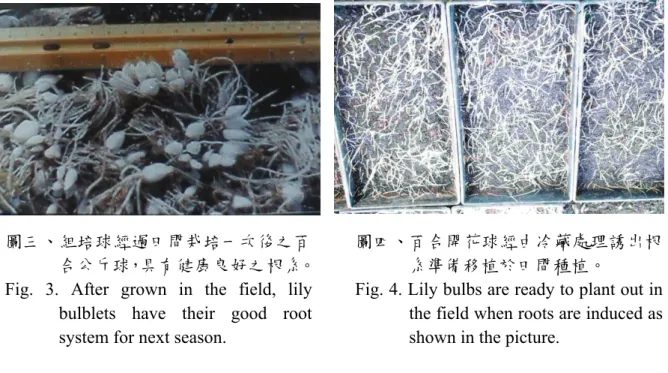 Fig. 4. Lily bulbs are ready to plant out in  the field when roots are induced as  shown in the picture