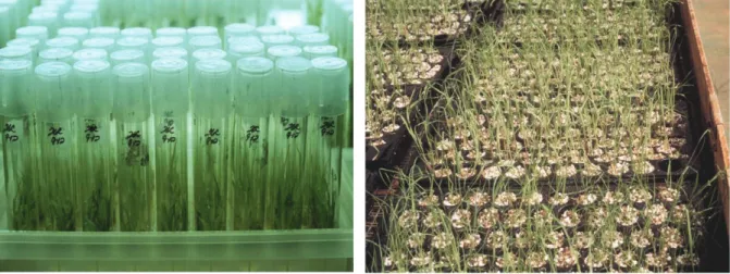 Fig. 9. To save the problem of growing  in greenhouse as last figure,  gladiolus plantlets can transplant  into plastic bags directly and  leave in green-house without  adding any water and fertilizer