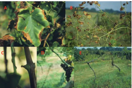 Figure 1. Symptoms of Pierce’s disease of grapes: A close-up view of marginal leaf  necrosis (A), petioles remained attached to the canes after leaves fall (B),  green island (C) formed due to irregular maturing process of barks, dried up  raisins (D), and