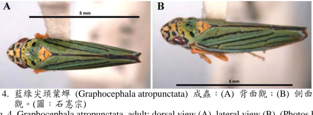 圖 4.  藍綠尖頭葉蟬 (Graphocephala atropunctata) 成蟲：(A)  背面觀；(B)  側面 觀。(圖：石憲宗) 