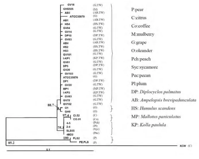 圖 10. 國內葡萄皮爾斯病菌與其他寄主植物 X. fastidiosa 菌株之 16-23S rRNA  序列，經由最大似然法 (Maximum Likelihood) 分析親緣演化樹。枝條上 的數字代表 bootstrap 值，僅標示高於 70 的 bootstrap 值。圖中尺標表 示 DNA 序列置換的比例。 