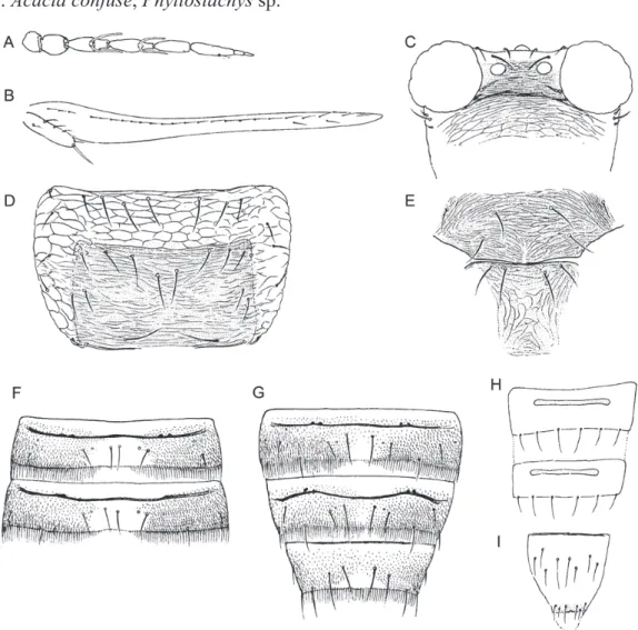 Fig. 33.  Hydatothrips flavidus (♀) A. antenna; B. forewing; C. head; D. pronotum; E. meso- and  metanotum; F
